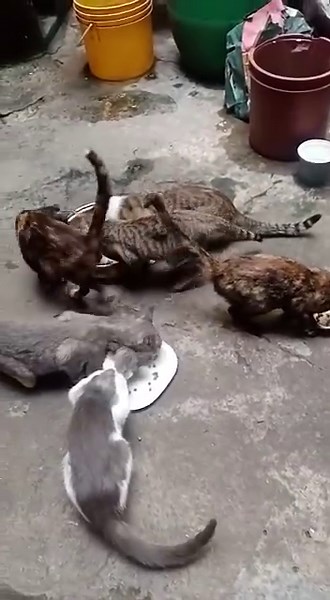 TODOS PODEMOS AYUDAR A LOS CALLEJEROS ADOPTANDO, ALIMENTANDO,...