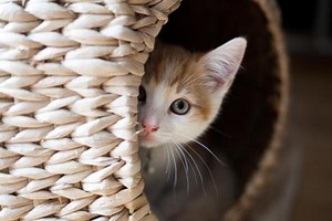 Comment accueillir un chaton - GUIDE COMPLET
