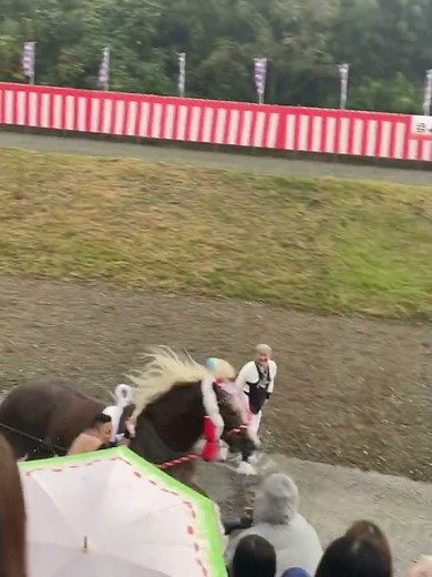 八代　妙見祭　熊本　2022 祭り　八代妙見祭　飾馬　馬追い　馬揃い