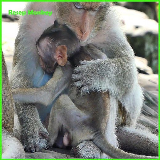 OMG!! you hurt me mom!! Very Pitiful this poor baby monkey got hit very bad by mom look terrible!! | RESEP Monkey