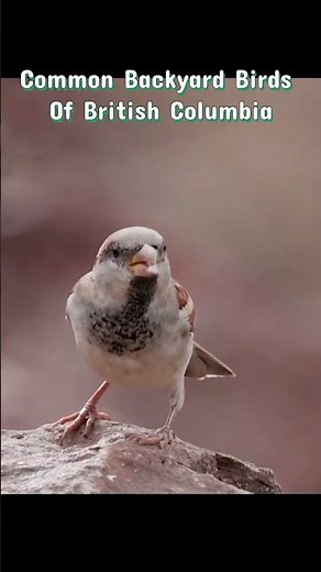 4 Common Backyard Birds in British Columbia You Should Know