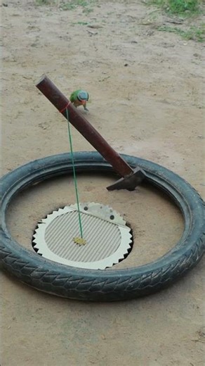 Creative Parrot Trap That Works #shorts #diy #innovation