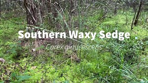Ohio botanist and sedge extraordinare, Andrew Lane Gibson (also known as The Buckeye Botanist) visited the Florida Panhandle last week and met up with our FNPS Director of North Florida Programs, Lilly Anderson-Messec for some botanizing! Here he introduces us to one of our more recognizable sedge species, the Southern Waxy Sedge, Carex glaucescens. It’s robust size, blue-green glaucous appearance and dangling spikelets make it recognizable from Florida’s over 80 native species of Carex. It’s al