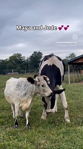 13K views · 1.1K reactions | We recently heard someone say “cows are...