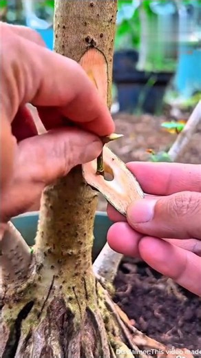 Easy Tree Bud Grafting Technique #TreeGrafting #AirLayering #GardeningTips #PlantCare #GraftingMe...