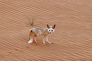 Fennec fox
