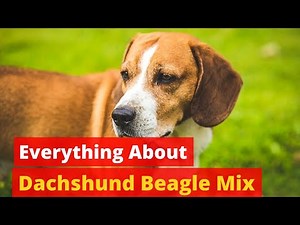 Everything About Dachshund Beagle Mix | Should you Get One for your Family?