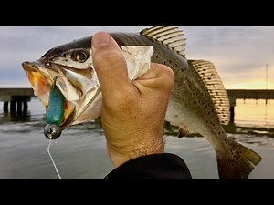 Want speckled trout? Go here, and do this