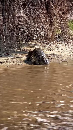 Kayaking Adventure in the Beautiful Bolivian Amazon River