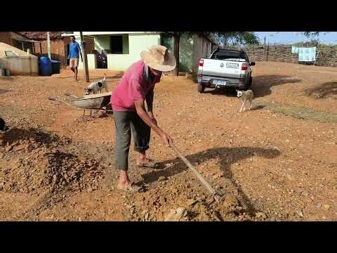 Verdant papaya tree farm, Pernambuco.