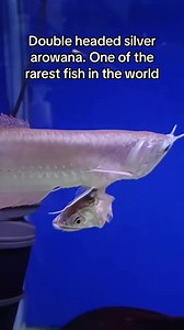 36K views · 682 reactions | Amazing fish | World Of Animals | Facebook