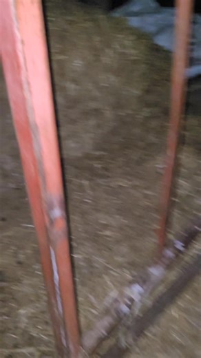 An evening spent at the pig farm controlling rats 🐀 #ttocspestcontrol #pestcontrolservice #pestcontrol #rodentcontrol #farming #pestmanagement | TTOCS Pest Control Ltd