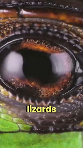 How does a lizard blink 😱 #facts #animalfacts #shorts