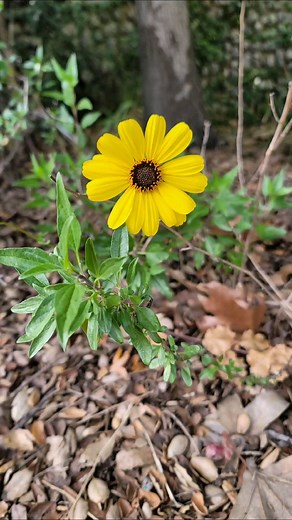 Now in bloom at Vista Hermosa Natural Park! Stop by to see the new growth 🪻🌼🌳 #VistaHermosaNaturalPark #DowntownLA #SpringBlooms #HappeningNow #NatureInTheCity | L.A. Mountains