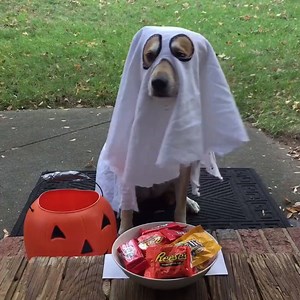 142K views · 565 reactions | Pick your favorite costume? <3 <3 <3 | Awesome Animals Daily | Facebook