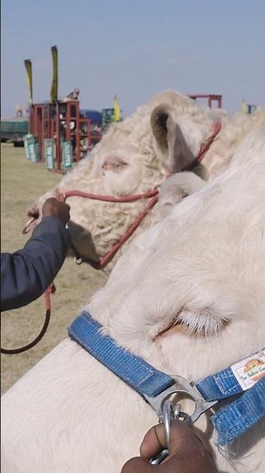 Charolais & Characteristics
