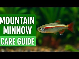 Why Mountain Minnows Are Great for Beginners | Setup, Care & Tips!