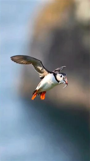 The gentle side of a cute oceanic bandit—what it carries in its beak isn’t just fish, it’s the family’s survival! Outwardly a sea rogue, inwardly a provider of hope! This hard-working puffin has exceeded its fishing KPI… yet still scans carefully after landing—just making sure no sneaky neighbor tries to snatch the goods. #puffin #birds | Birds of nature