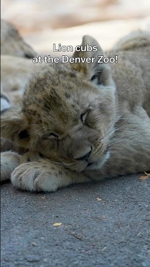 Baby Lions at the Denver Zoo!