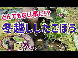 [Burdock cultivation] Burdock that survived the winter turns out to be something incredible! [Hig...