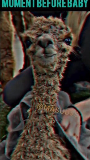 Care of baby ostriches #ostrich #animals #shortvideo