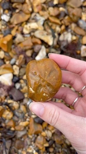 12K views · 739 reactions | Here is a fossilised sea urchin that I found on the Isle of Wight 李 #fossils #fossil #seaurchin #echinoid #urchin #ammonite #ammonites #pyrite #ancient #curiosity #nature #photography #natural #history #jurassic #coast #jurassiccoast #beach #stones #rocks #maryanning #dinosaur #palaeontology #geology #dorset #charmouth #charmouthbeach #lymeregis #fascinatingfossils | Fascinating Fossils | Facebook