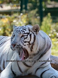 🐅 El majestuoso tigre blanco El tigre blanco es uno de los felinos más impresionantes del mundo, no por ser una especie distinta, sino por una rara variación genética que le da ese pelaje claro y único. Estos tigres pueden alcanzar hasta tres metros de largo y superar los 200 kilos, lo que los convierte en depredadores poderosos y elegantes. Aunque su belleza deslumbra, en estado salvaje son muy poco comunes porque su color los hace más visibles para sus presas. Hoy en día la mayoría vive en zo