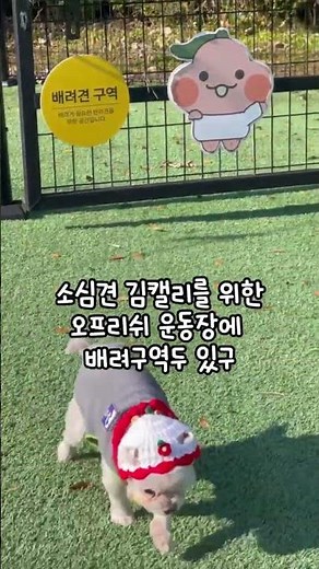#한화리조트 제주 멍패커룸 #애견동반 #제주여행