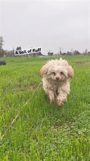 Dirty but happy #maltipoo #pets #coversong #dothingsyoudontwanttodo #haveitoldyoulatelythatiloveyou