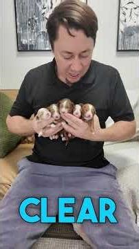 ✨ A Truly Exceptional F1B Cavapoo Litter ✨