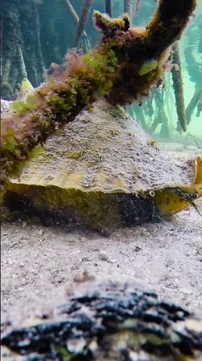 Bahamian Conch using its foot to walk! #conchshell #shellfish #bahamas #underwaterphotography