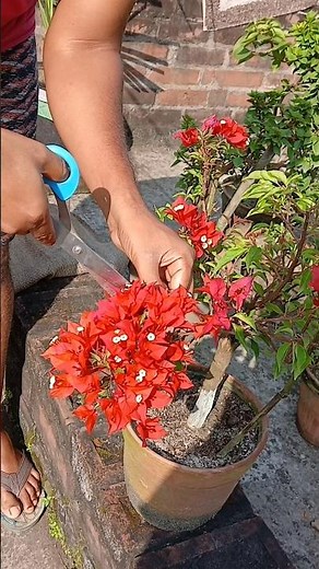 বুগেনভিলিয়ার গাছে যত ফুল সব কেটে দাও এখন #bougainvillea #garden #urbangardening