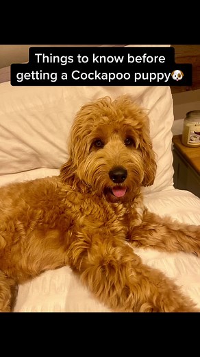 Essential Tips for Owning a Cockapoo Puppy