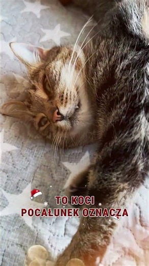 Jeśli Twój kot tak robi, jesteś dla niego najważniejszą osobą.