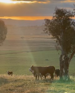 Jess & Matt on Reels