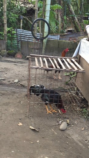 21K views · 547 reactions | trio gift sa grupo hehe | Jerome Cardinal Labanza | Facebook