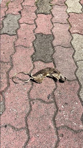 東京メトロ有楽町線・副都心線千川駅付近にて鼠(ネズミ)の死体を発見