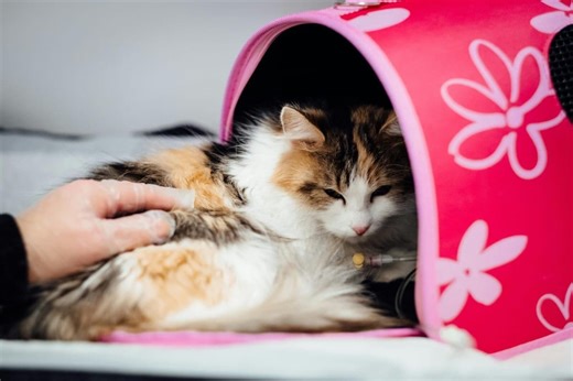 Cat expert's urgent warning to Sheffield owners who feed pets a vegan diet