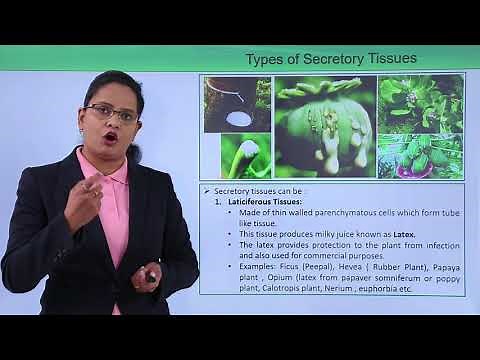 Class10th – Secretory Tissues Types and Function | Xylem | Tutorials Point