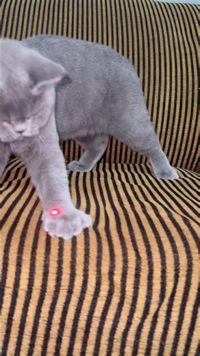 My Cat Can’t Stop Playing with Laser Light 🐱✨