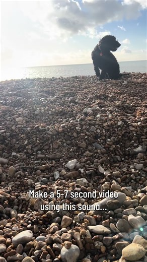 Taking in some beautiful scenery with my beautiful girl 💛#Labradoodle #Doodle #Beach #Walkies #Trend
