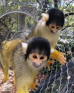 1.1M views · 2.9K reactions | Better than any runway in Paris or Milan! The squirrel monkeys are loving their new overhead runway  | Perth Zoo | Facebook