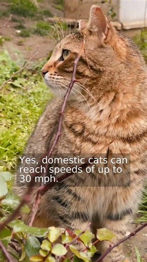 How fast can cats run in races?