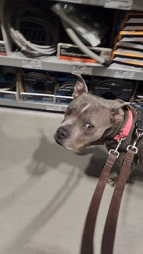 #dogsoflowes Lowe's Home Improvement #dogs shopping | Jim Lifewithlola