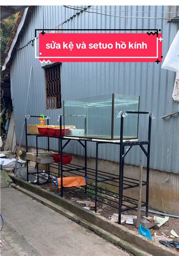 Sửa Chân Kệ Hồ Kính Nuôi Cá Lóc Cảnh