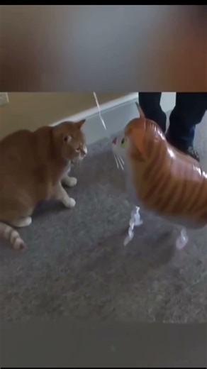 Must-Watch Crazy Clips#dog #funnyvideos #funnydog#viral#humor#foryou