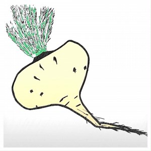 4.7K views · 176 reactions | BENEFIT OF MACA ROOT | All about health and nutrition | Facebook