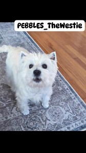 I'm telling mommy: 'come quick, I spotted 👀 a cat 🐈 outside! ...and Nico is letting you know too!' 😂 | PEBBLES_The Westie