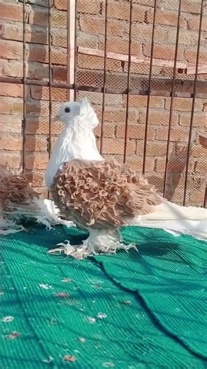 Yellow saddle Frillback pigeons 7 8 feather #frillbackpigeons #fancypigeons #pigeonhouse #kabootar