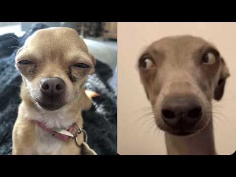😂🐶 Prepare to Giggle: Epic Dog Fails You Need to See Right Now! 😂🐶